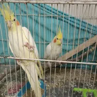 یک جفت عروس هلندی|پرنده|مشهد, کوی دروی|دیوار