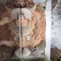 همستر های سالن و بازیگوش
