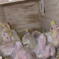 عروس هلندی