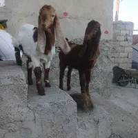 گوسفند|حیوانات مزرعه|اهر, |دیوار