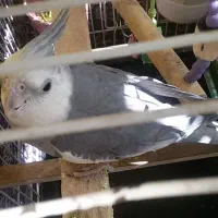 عروس هلندی وایت فیس نر