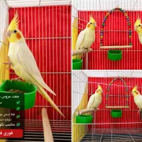 جفت عروس هلندی جفت‌خورده سالم