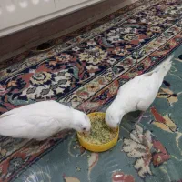 جوجه عروس هلندی البینو