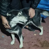 سگ هاسکی زرنگ|سگ|مشهد, رسالت|دیوار