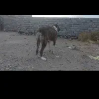 گمشده|حیوانات|خواف, |دیوار