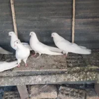 با سلام دو جفت کفتر سفید تهرونی بلندکشیده  کاکلی