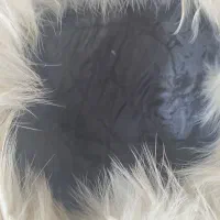 کلاه روسی (کت پوست)|لباس|پرند, فاز ۴|دیوار