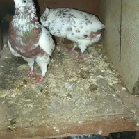 یک جفت کفتر نرماده پلنگ کاکلی