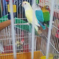 طوطی برزیلی باقفس