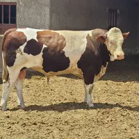 گاو وگوساله