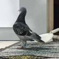 کفتر چاپی /معاوضه