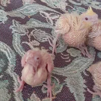 جوجه عروس هلندی لوتینو|پرنده|تهران, مسعودیه|دیوار