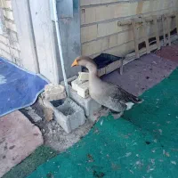 فروش‌غازوخروس