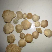 فسیل‌ های کلکسیونی / (قدمت ۴۰+ میلیون سال)