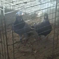 یک جفت کفتر پلاکی