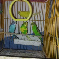 مرغ عشق فنج عروس|پرنده|تهران, اتابک|دیوار