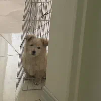 سگ پامر اشپیتز