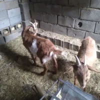 چپش و گیسه های عرب و الپاین فروشی در شهربابک|حیوانات مزرعه|سیرجان, |دیوار