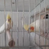 عروس هلندی مولد و جفت