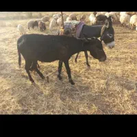 شیر الاغ