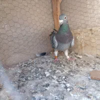 کفتر|پرنده|مشهد, محمدآباد|دیوار