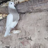 طوقی آجری|پرنده|مبارکه, |دیوار