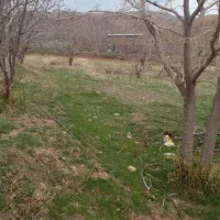 زمین ویلایی ورده به قیمت|فروش خانه و ویلا|زرندیه, |دیوار