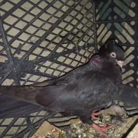 زاغ نر معاوضه با زاغ ماده|پرنده|لالی, |دیوار