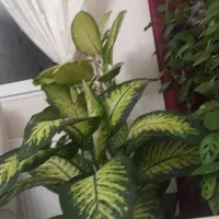 گلهای اپارتمانی|گل و گیاه طبیعی|پردیس, فاز ۱۱|دیوار