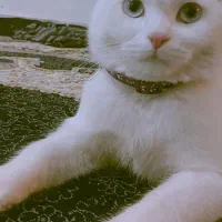 گربه سفید نژاددار