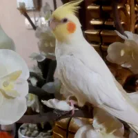 گم شده
