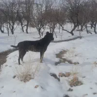 سگ زرنگ