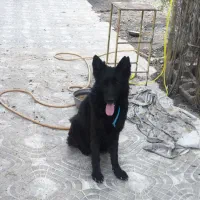 سگ ژرمن