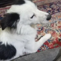 بوردرکالی.یکسگه باحال