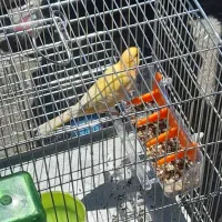 قناری نر قرص بخون . قناری مست