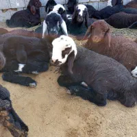 کاوه قوچ 2ساله و 2عدد میش بره دار