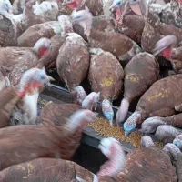 فروش 100عدد بوقلمون محلی|حیوانات مزرعه|ننور, |دیوار