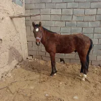 اسب|اسب و تجهیزات اسبسواری|اسفراین, |دیوار