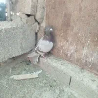 ماده لایه قوره ای