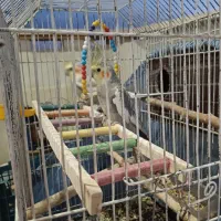 یه جفت عروس هلندی|پرنده|گلستان (تهران), |دیوار