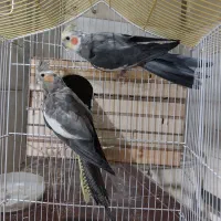 عروس هلندی با جوجه