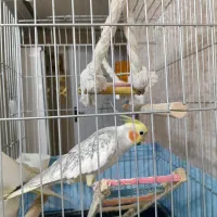 دو عدد عروس هلندی سالم وزیبا|پرنده|صباشهر, |دیوار