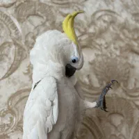 کاکادو تاج زرد