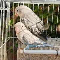 کوتوله برزیلی طوطی یووینگ