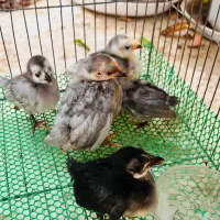 جوجه مینیاطوری