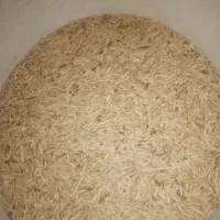 جو دیم