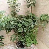 فروش گیاه شفلرا|گل و گیاه طبیعی|رشت, معلم|دیوار