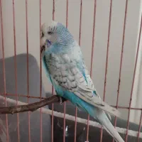 مرغ عشق انگلیسی|پرنده|مشهد, سناباد|دیوار