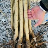 صنوبر نگرای ترکیه وکبوده و پالونیا