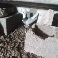 شهری طوقی